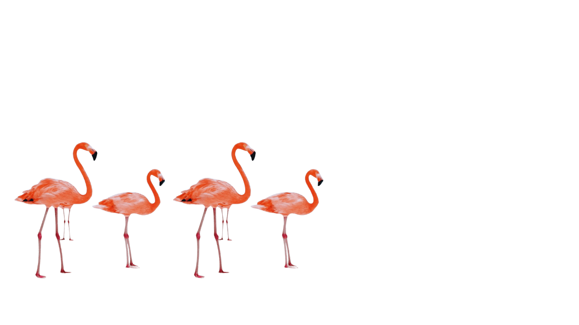 Flamingos